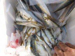 兵突　サヨリ好調サビキ好調