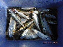 【西側、潮止まりでハゼ釣れてます♪】南芦屋浜