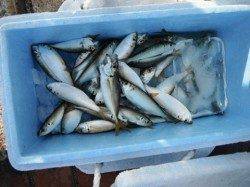 うんうん、いい感じ♪「爆」です！泉大津RT