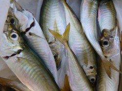 神戸空港　魚種豊富です