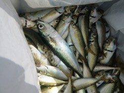 兵突サビキは３ケタ！