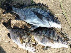 サビキ・紀州釣りが面白い　食コンりある