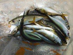 【サビキで、アジ、イワシ♪】南芦屋浜