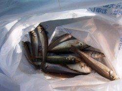 早朝のアジ順調です♪　泉大津RT19日あさ