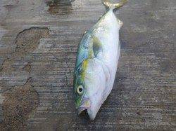 朝の空港タチウオとツバス！