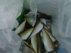 朝の兵突サビキでツバス！