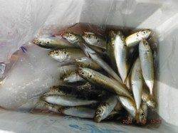 【お昼間もサビキ釣り♪】南芦屋浜