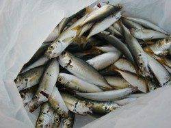 【目の前でツバス♪♪】南芦屋浜リアルタイム