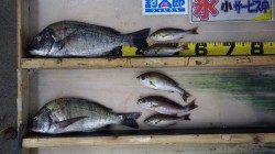 みなべ地磯カンス　フカセでチヌ42cm＆イサギ