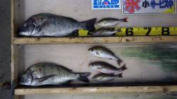 みなべ地磯カンス　フカセでチヌ42cm＆イ…