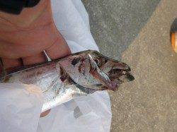 朝の神戸空港の釣り！タチウオ！