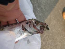 朝の神戸空港の釣り！タチウオ！