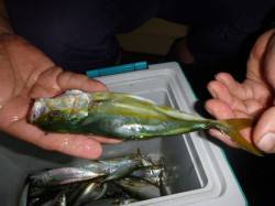 夜の兵突サビキ釣りでツバスも！ 