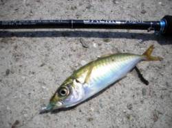 日中ライトゲーム♪