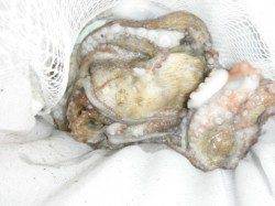 タコ釣るならムコイチだ！武庫川より