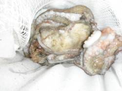 タコ釣るならムコイチだ！武庫川より