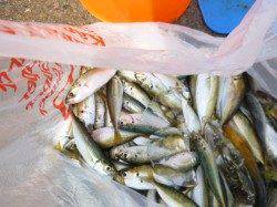 【アジ・サヨリがＧｏｏｄ】アジュール舞子ＲＴ