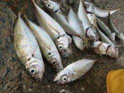 小野浜　少しよい型のマアジ