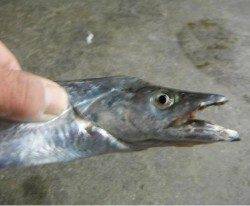 兵突　大型マアジとタチウオだ！