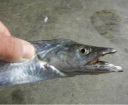 兵突　大型マアジとタチウオだ！