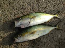  【ナブラ打ちで青物ゲット！】南芦屋浜