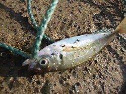 北公園タコアジ　小野浜のゴミは