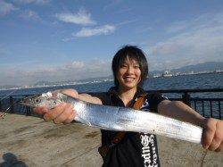 神戸空港　連日タチウオ！