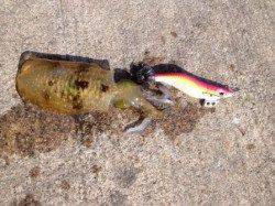 アオリイカ爆釣の予感！？in忠岡