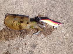 アオリイカ爆釣の予感！？in忠岡