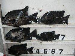 伊古木の沖磯にて41cmまでのイシガキダイの釣果☆