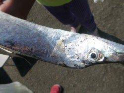 朝の兵突ツバスもキスもタチウオも!