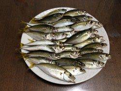 シモツピアーランド　サビキで小アジ30匹・他チャリコなど