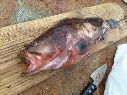 アジ絶好調！エビでアコウも！南芦屋浜