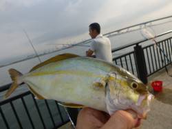 確率高いぞ　空港の小青物