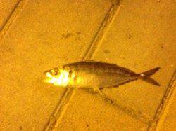 舞洲　アジングでアジ2匹　時期的にまだまだか