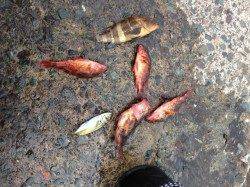 日引でサビキ釣り、アジの代わりにガシラが反応しました。