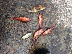 日引でサビキ釣り、アジの代わりにガシラが反…