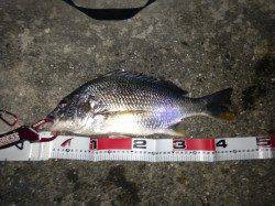 舞洲でチニング、凄く渋い感じでしたが、キビレ2匹ＧＥＴ！