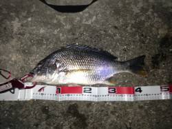 舞洲でチニング、凄く渋い感じでしたが、キビ…