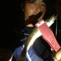 洲本でアジング、平均10～17cmの鰺と25cmのカマス
