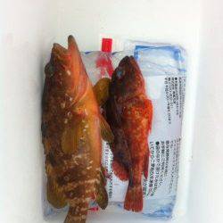 イカ調査に行きました…日引でロックフィッシュ