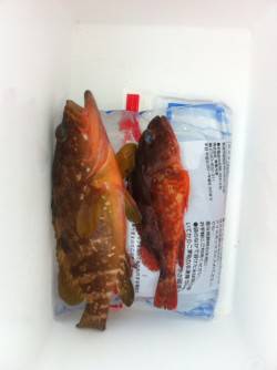 イカ調査に行きました...日引でロックフィ…