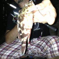 洲本　アジングで豆アジ20匹　ボトムでカサゴ