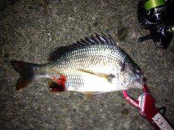 舞洲　チニングでキビレ3匹　今後はサイズアップ期待