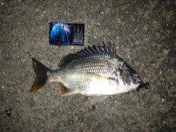 舞洲　チニングでキビレ＆ガシラ釣果☆