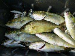 兵庫突堤 ツバスとシオだ~