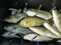 兵庫突堤　ツバスとシオだ～