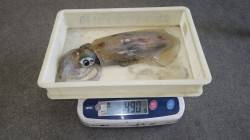 みなべ堺漁港にてエギング、アオリ500g