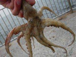 【芦屋のタコ】南芦屋浜リアルタイム