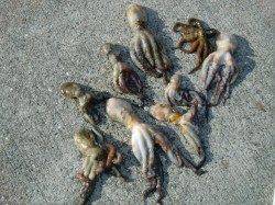 【タコが熱い!?】南芦屋浜リアルタイム